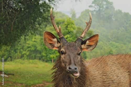 Head of wild dear with smiling face in National Park in Thailand © Monik-a