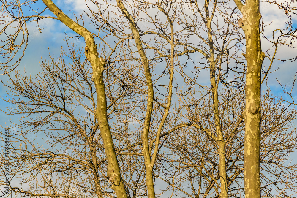 Leaveless Branches and Blue Sky Leaveless Branches and Blue Sky