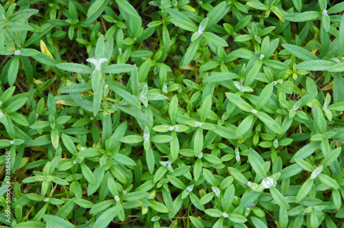 Silver mouse-ear chickweed or carastium argenteum bieb green plant background  photo