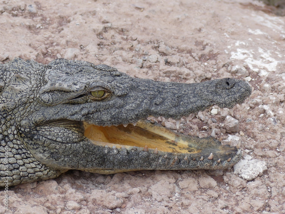 Obraz premium Crocodiles du Nil au Maroc