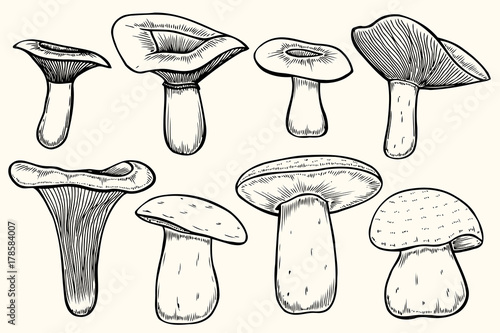 Set of mushroom illustration