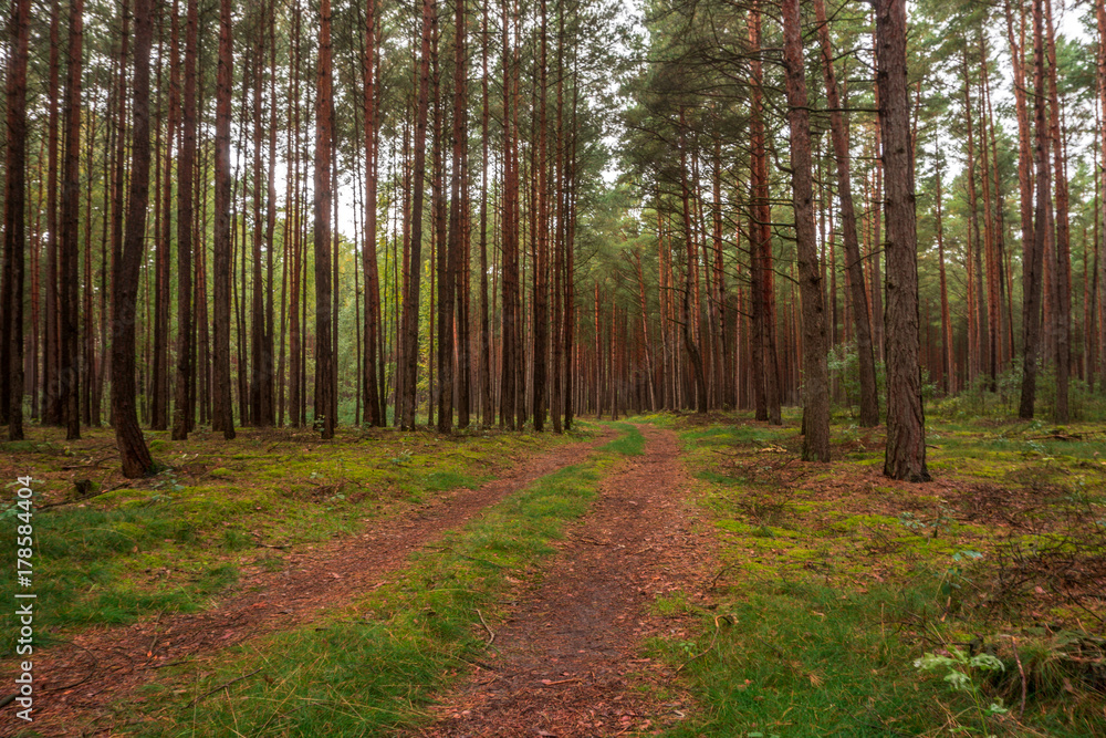 Trees in the forest in colorful autumn colors