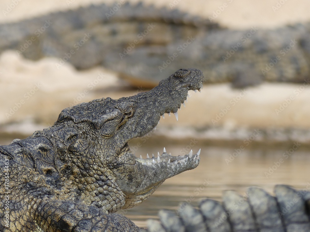 Obraz premium Crocodiles du Nil au Maroc