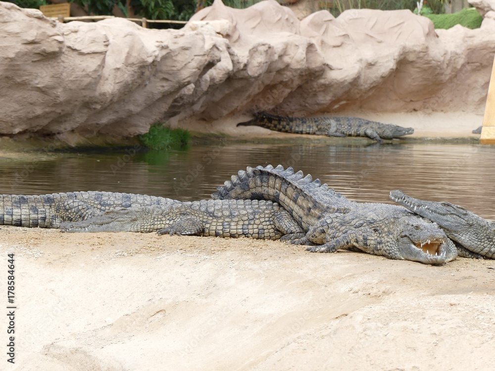 Obraz premium Crocodiles du Nil au Maroc