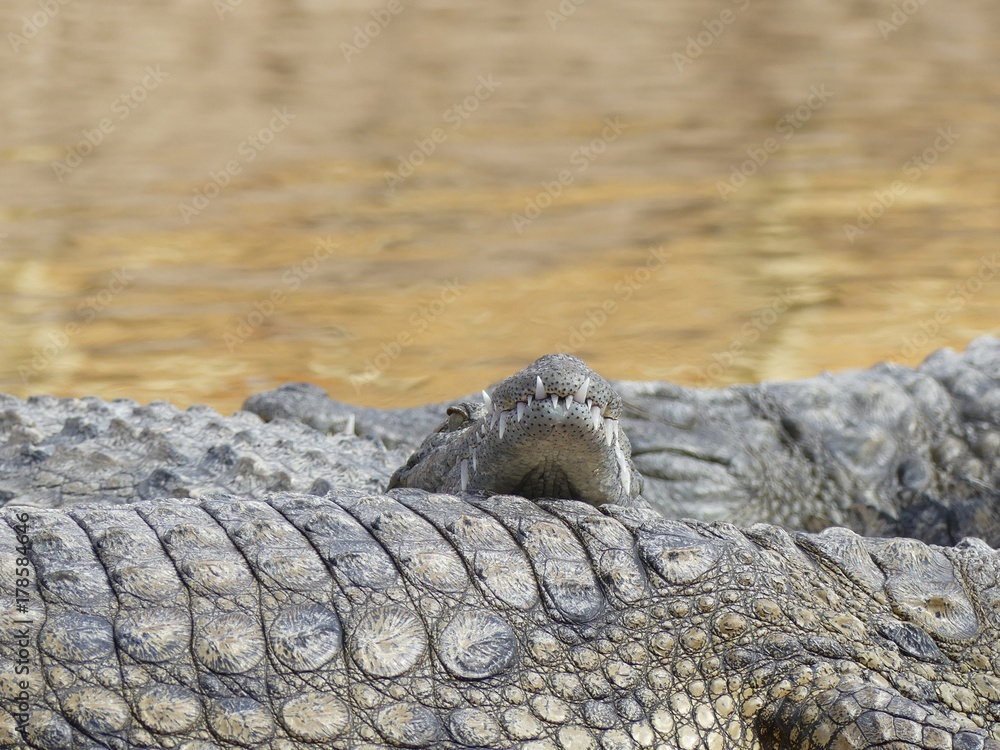 Obraz premium Crocodiles du Nil au Maroc