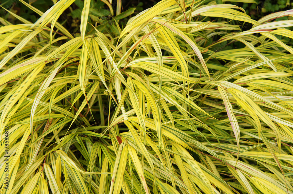 Hakonechloa macra aureola yellow decorativegrass