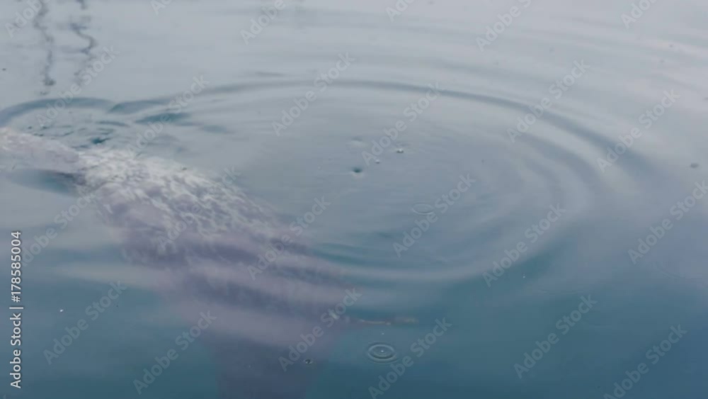 wild cute seal in ocean wild cute seal in ocean