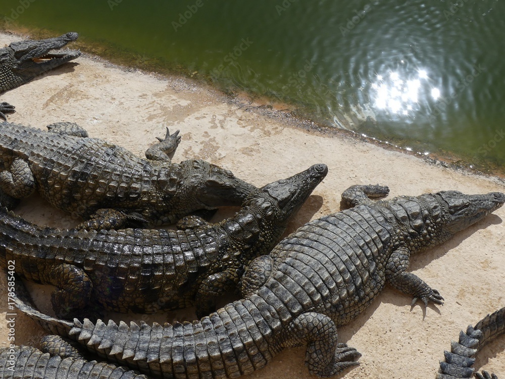 Obraz premium Crocodiles du Nil au Maroc