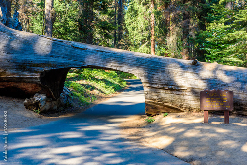 Tunnel Log in Sequoia National Park. Tunnel 8 ft high, 17 ft wide.  California, United States.