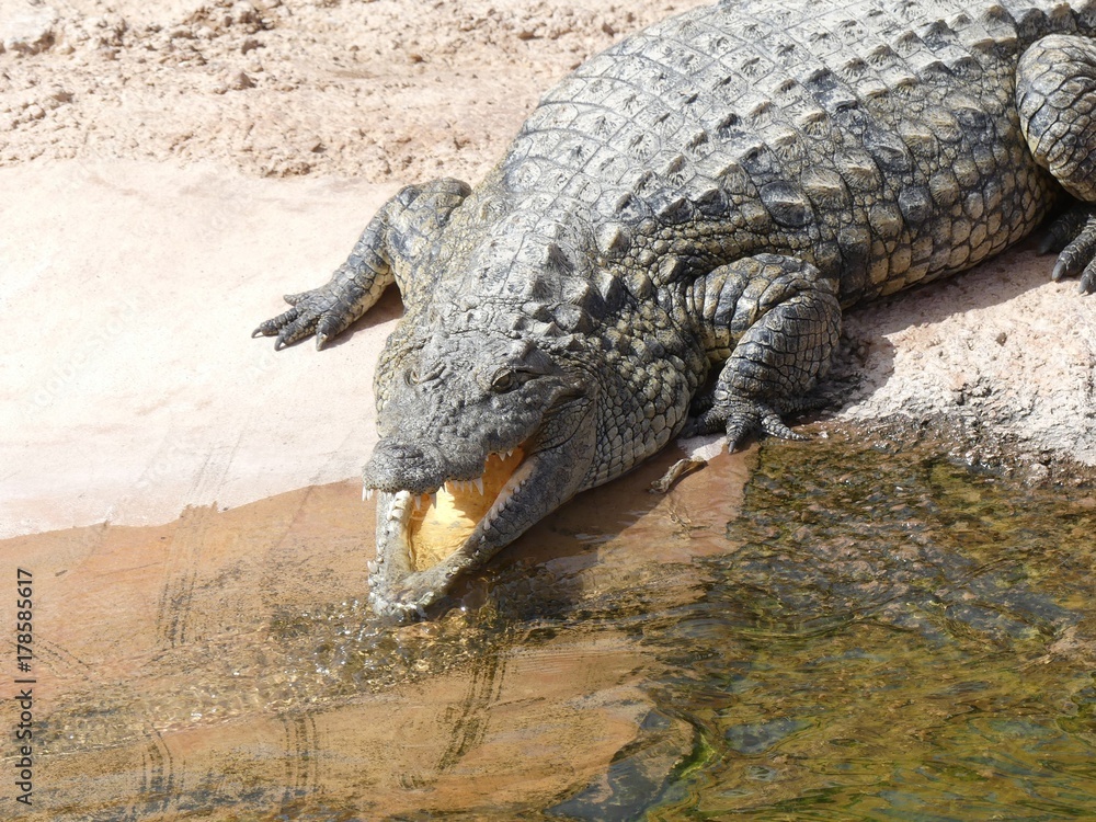 Obraz premium Crocodiles du Nil au Maroc