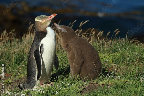 yellow-eyed penguin new zealand photo