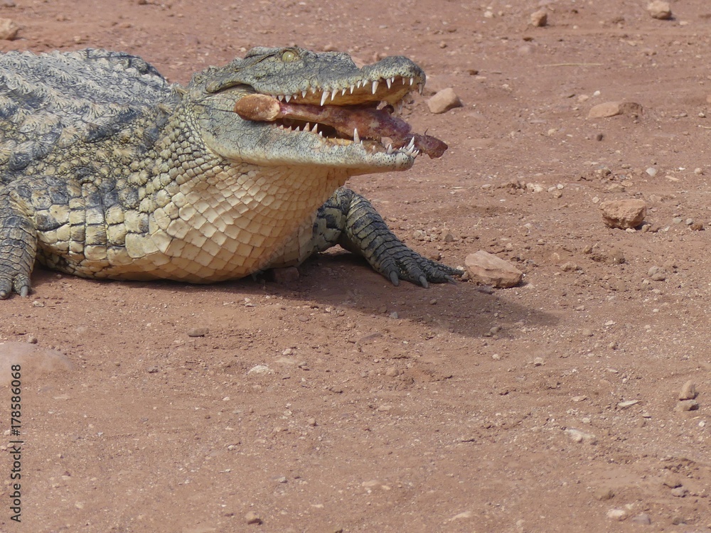 Fototapeta premium Crocodiles du Nil au Maroc