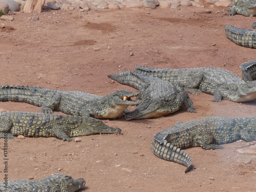 Fototapeta premium Crocodiles du Nil au Maroc