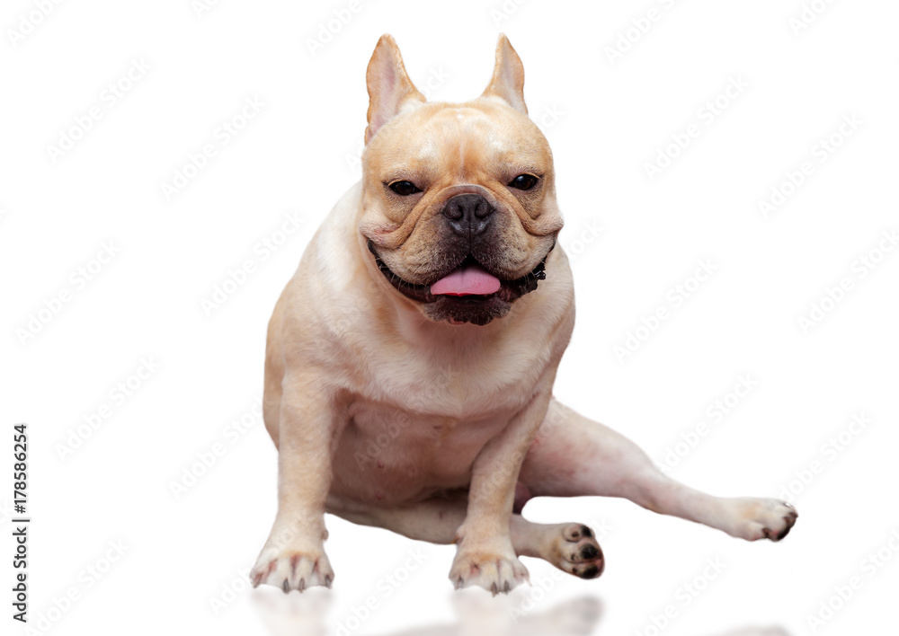 Cute French bulldog lovely pet isolated on white background