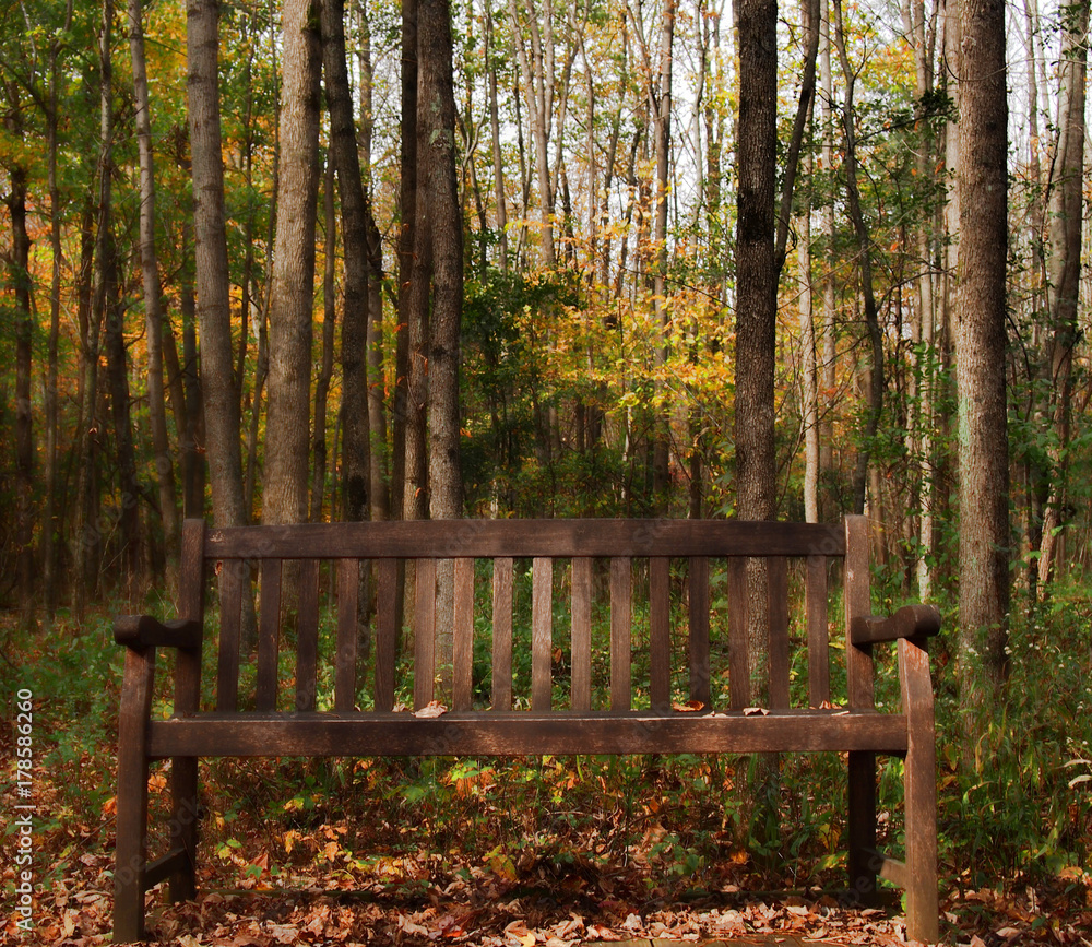 bench in the woods