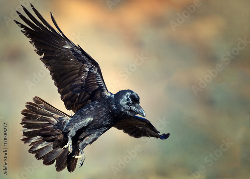 Raven (Corvus corax) in flight