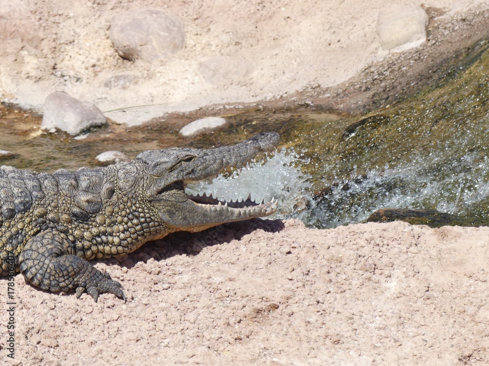 Obraz premium Crocodiles du Nil au Maroc