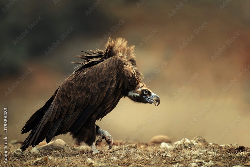 Walk Cinereous vulture (Aegypius monachus) Walk Cinereous vulture (Aegypius monachus)