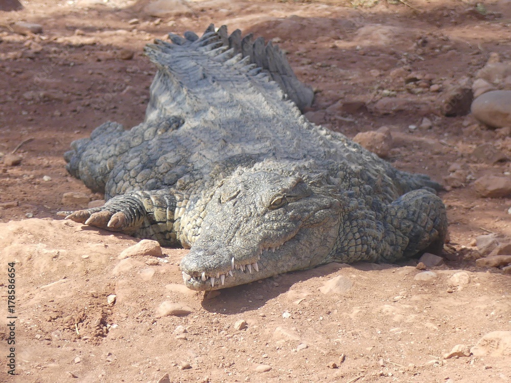 Obraz premium Crocodiles du Nil au Maroc