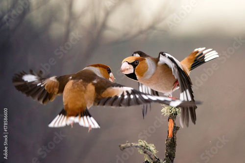 Fototapeta two Hawfinch (Coccothraustes coccothraustes) fight