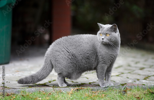 Foto British shorthair cat outdoors