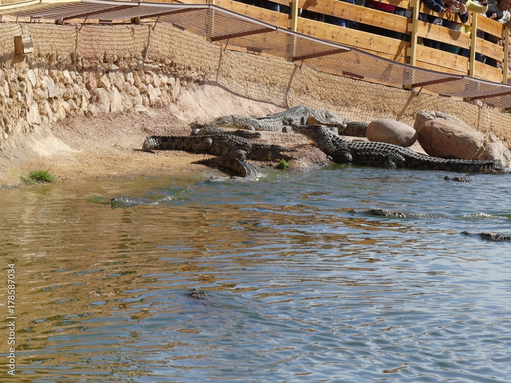 Fototapeta premium Crocodiles du Nil au Maroc