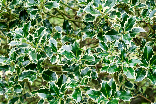 Holly leaves background.Christmas background. Green leaves texture