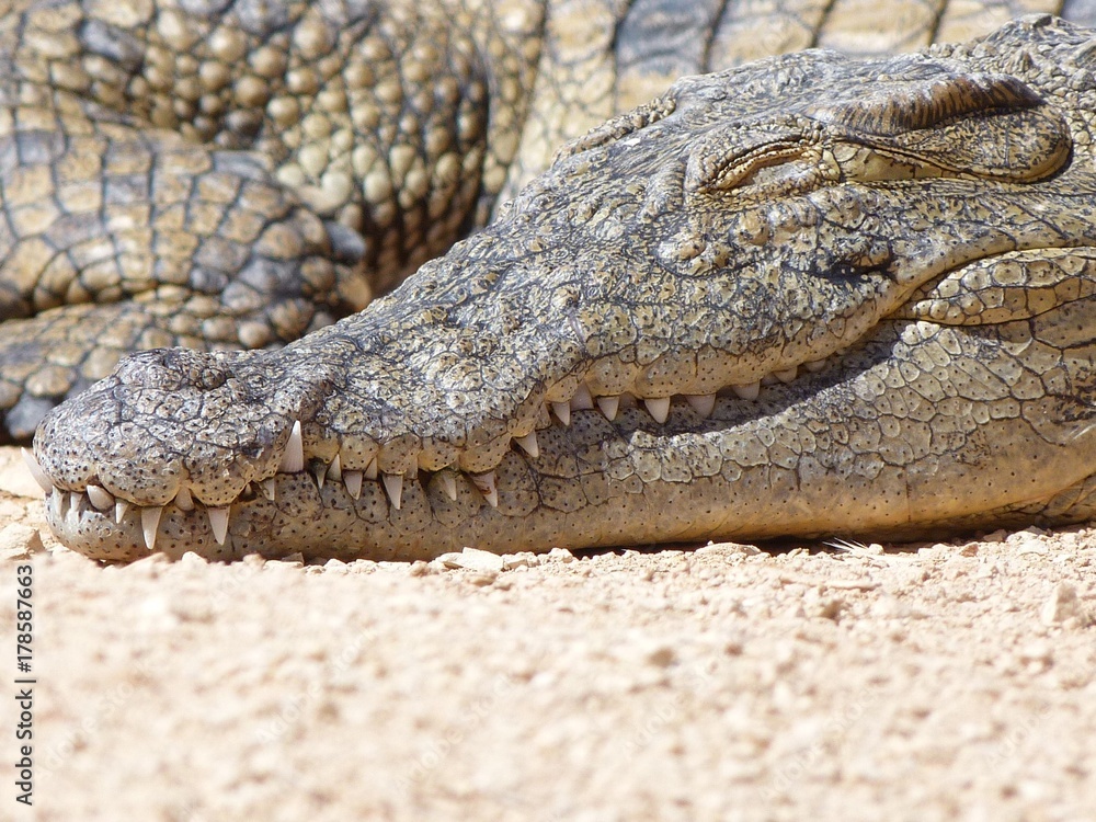 Fototapeta premium Crocodiles du Nil au maroc