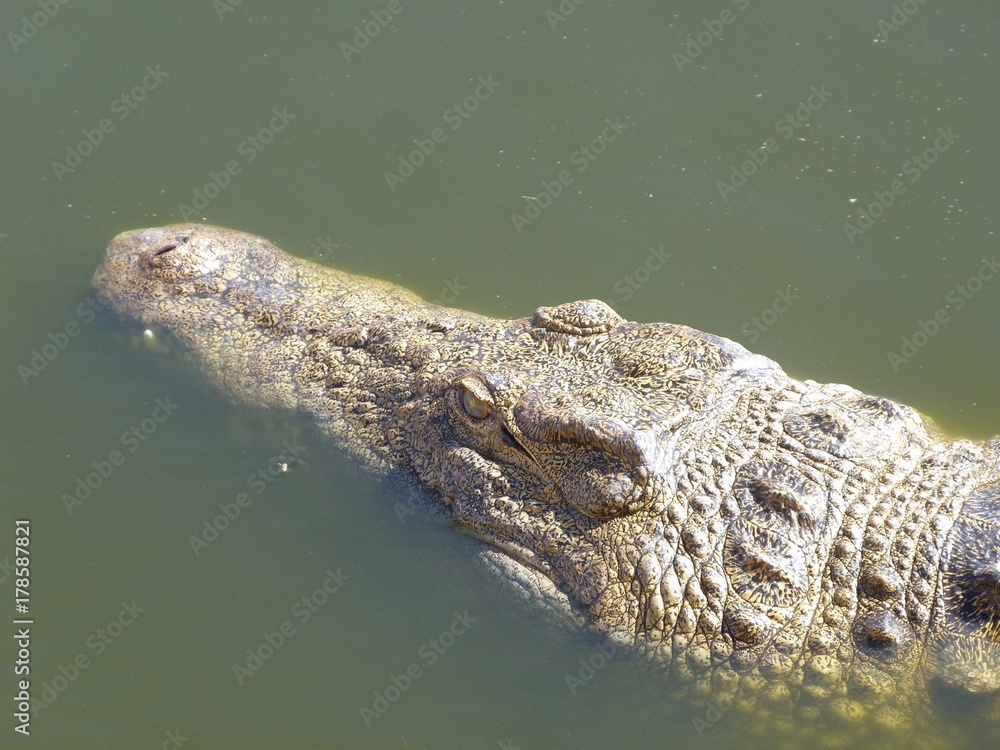 Crocodiles du Nil au maroc Crocodiles du Nil au maroc