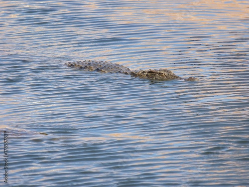 Crocodiles du Nil au maroc