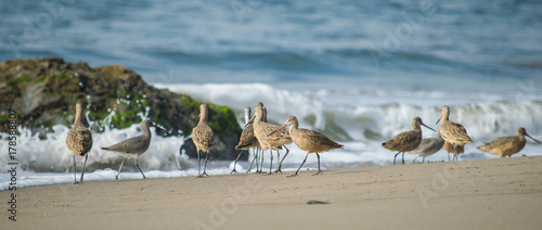 Sandpiper Flock
