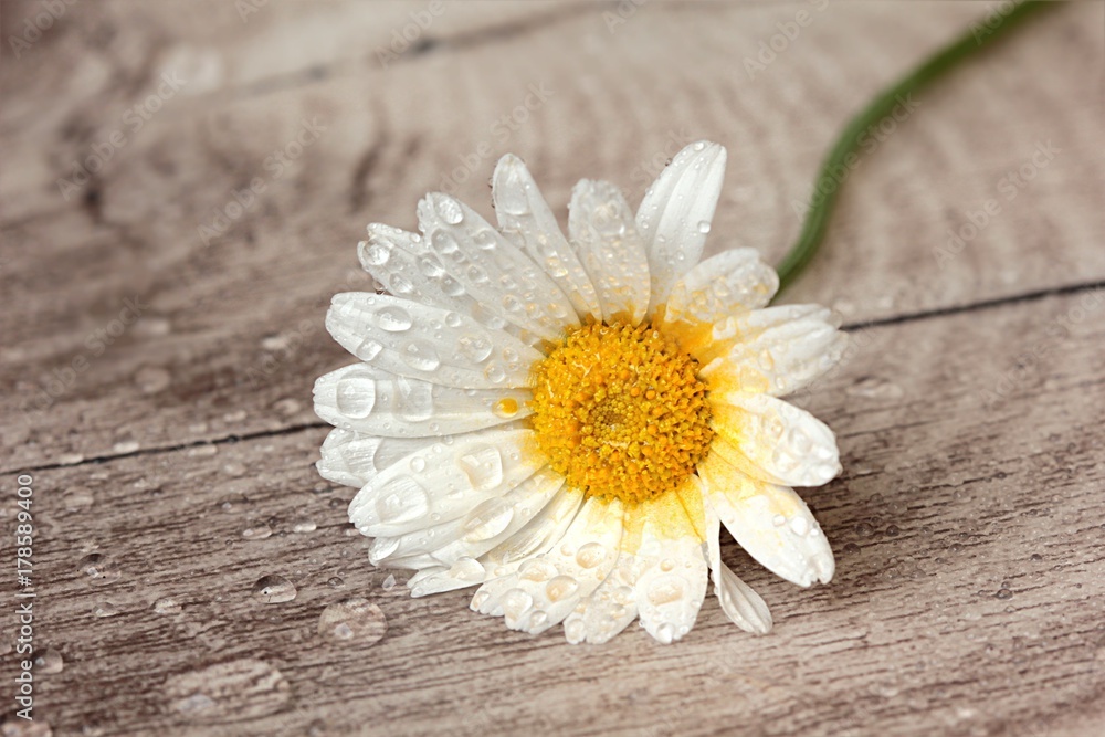Obraz premium Makro - Flower