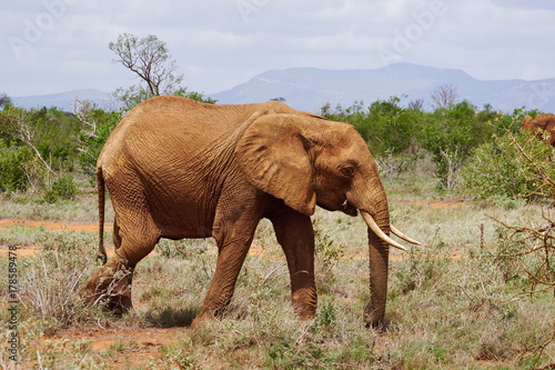 Elefanten im Tsavo Ost Kenia