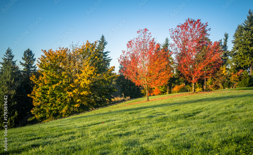 Red trees on grass hill in Fall