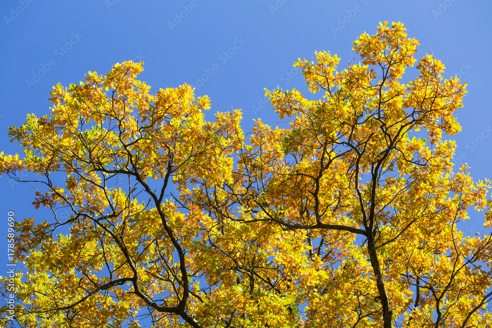 Colorful foliage in the autumn park and blue sky background Colorful foliage in the autumn park and blue sky background