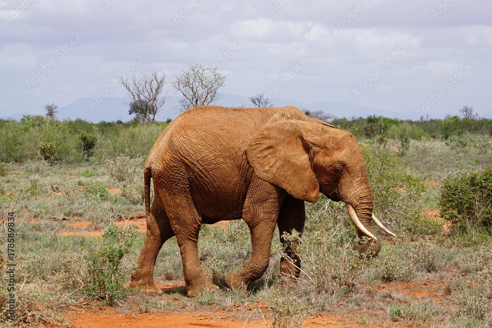 Fototapeta premium Elefanten im Tsavo Ost Kenia