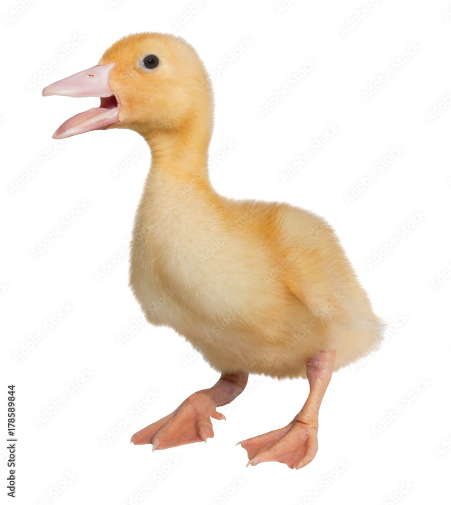 The small yellow duckling isolated on a white background. Weekly duck. The small yellow duckling isolated on a white background. Weekly duck.