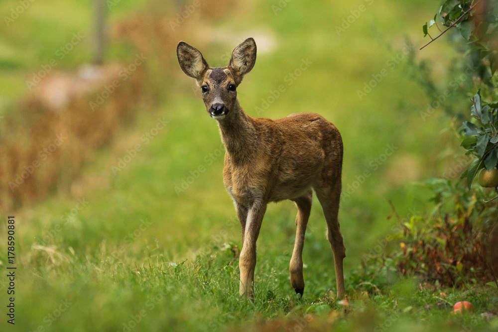 Beautiful fawn