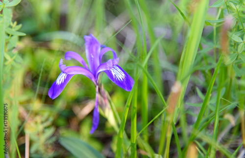 Iris ruthenica flower on Altai. Russia photo
