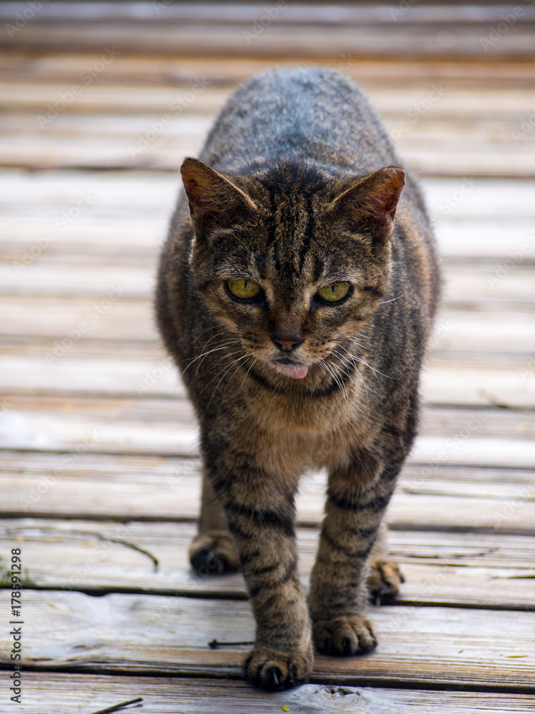 Obraz premium Pet Cat on Boardwalk