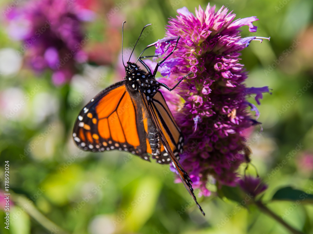 Fototapeta premium Monarch Butterfly on Flower