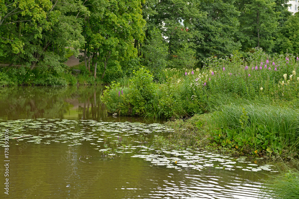 Overgrown pond in park. Vantaa, Finland Overgrown pond in park. Vantaa, Finland