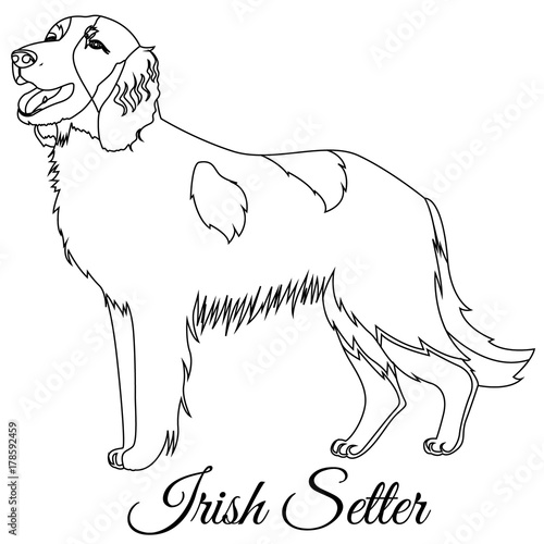 Irish red setter dog outline