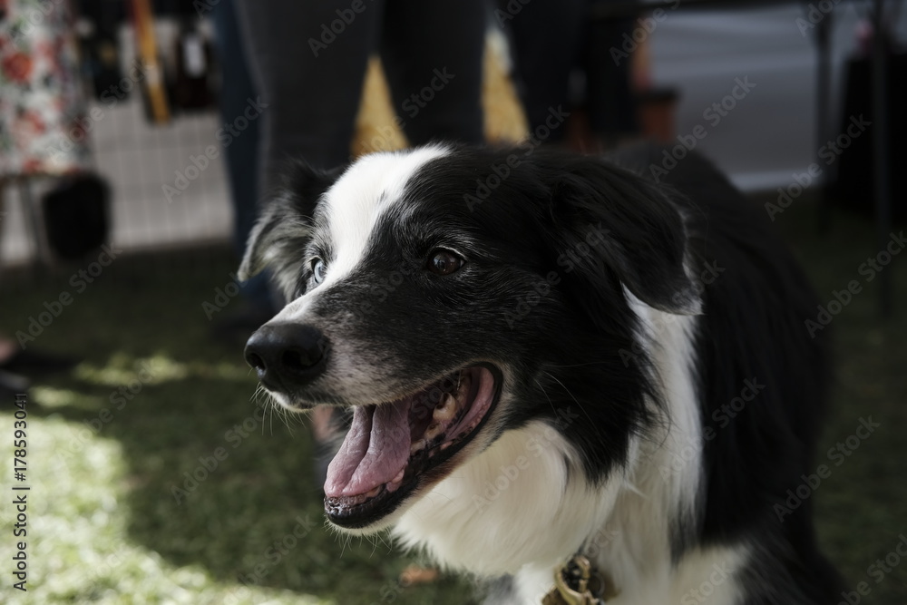 Border Collie 5 Border Collie 5