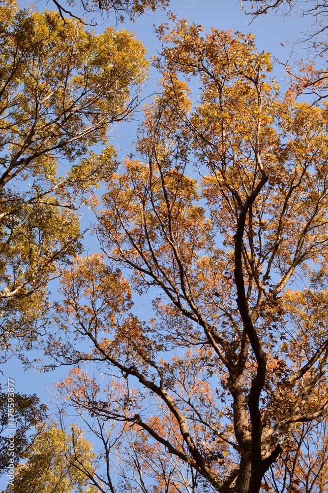 Tree, Virginia Beach, botanical garden, autumn Tree, Virginia Beach, botanical garden, autumn