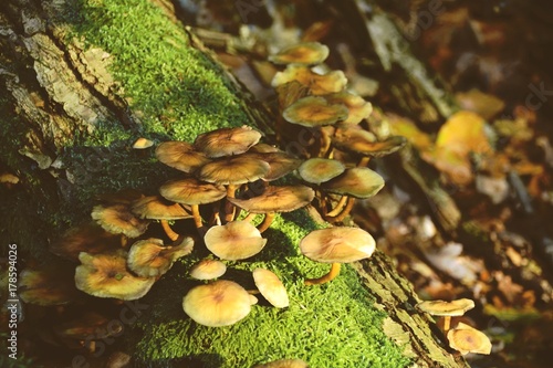 Herbst Wald - Herbstwald - ...