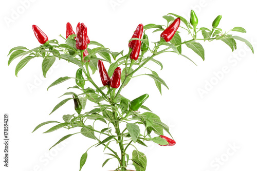 branch red chili pepper with leaf isolated on a white background no shadow