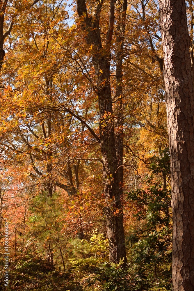 Tree, Virginia Beach, botanical garden, autumn