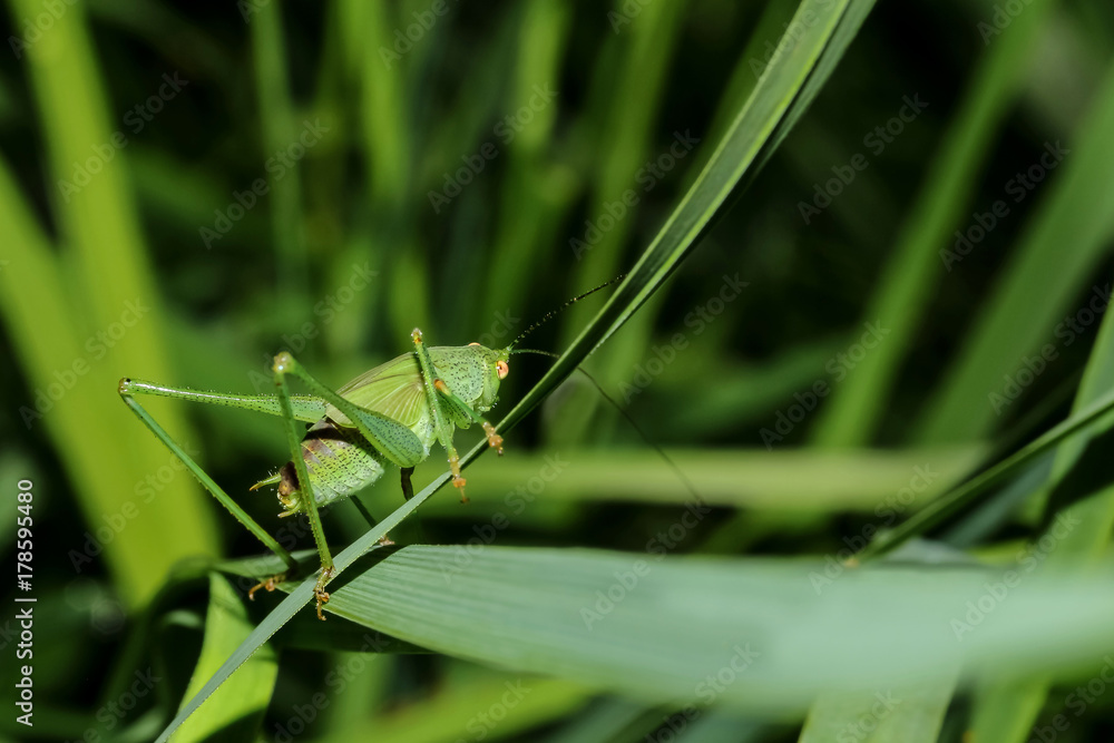 Larve des Großen Heupferdes, Laubheuschrecke,Ettigonia viridissima Larve des Großen Heupferdes, Laubheuschrecke,Ettigonia viridissima