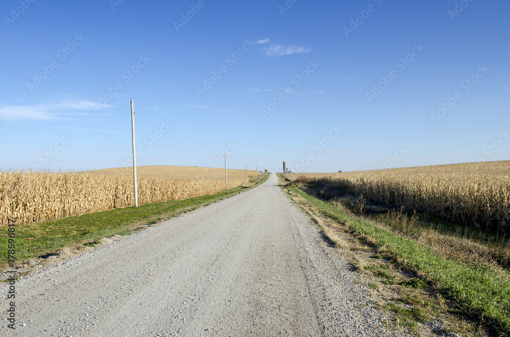 Dirt Road Between Massive Corn Fields Under Blue Sky